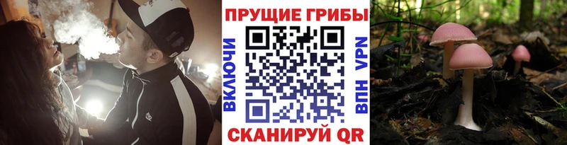 Купить  Мамоново  Псилоцибиновые грибы прущие грибы 